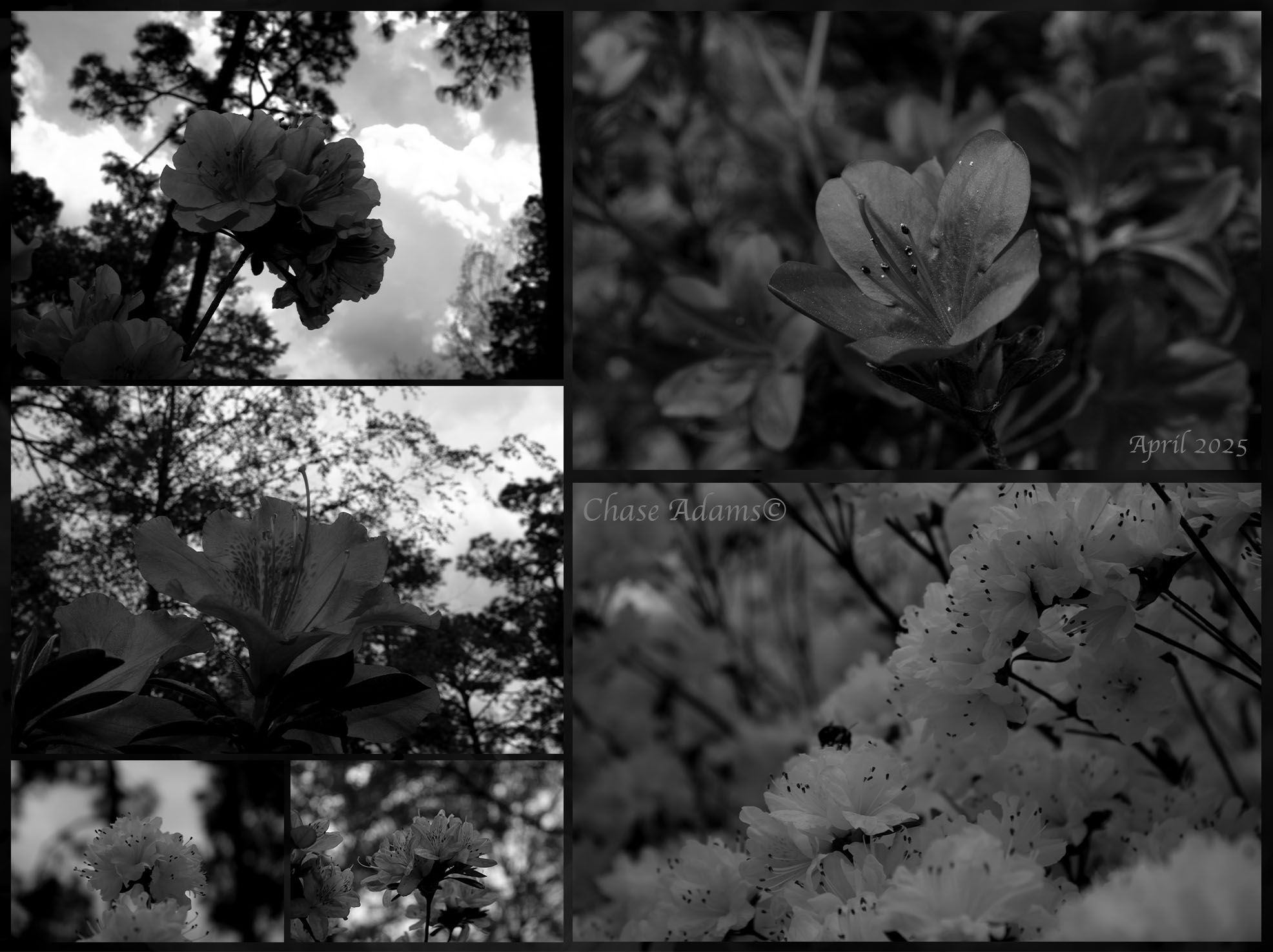 A layout of monochrome flowers.