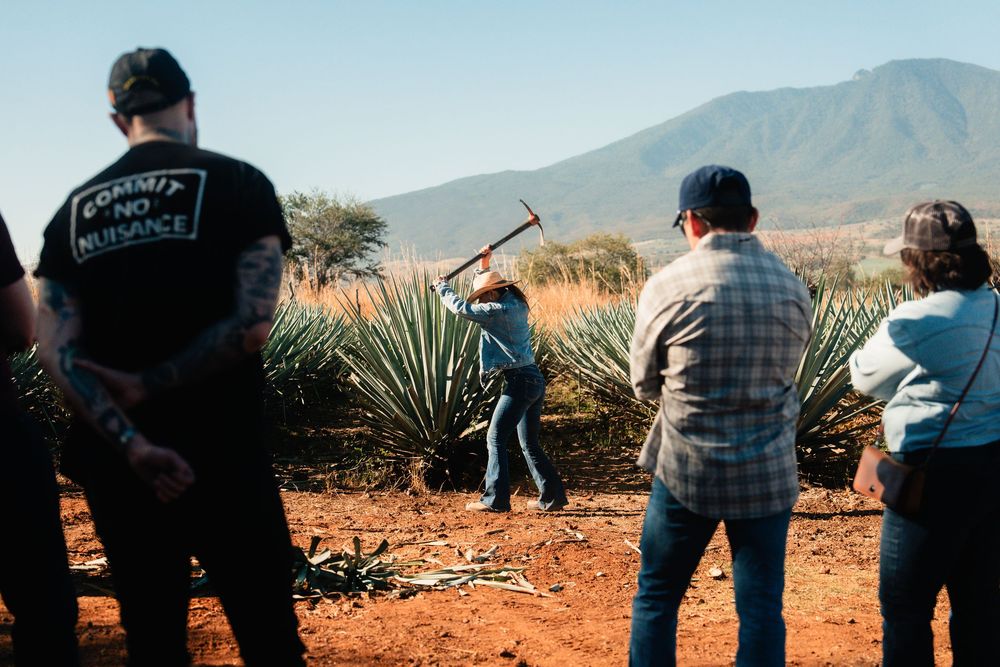 Workers harvesting agave plants in a field with mountains in the background in Mexico.