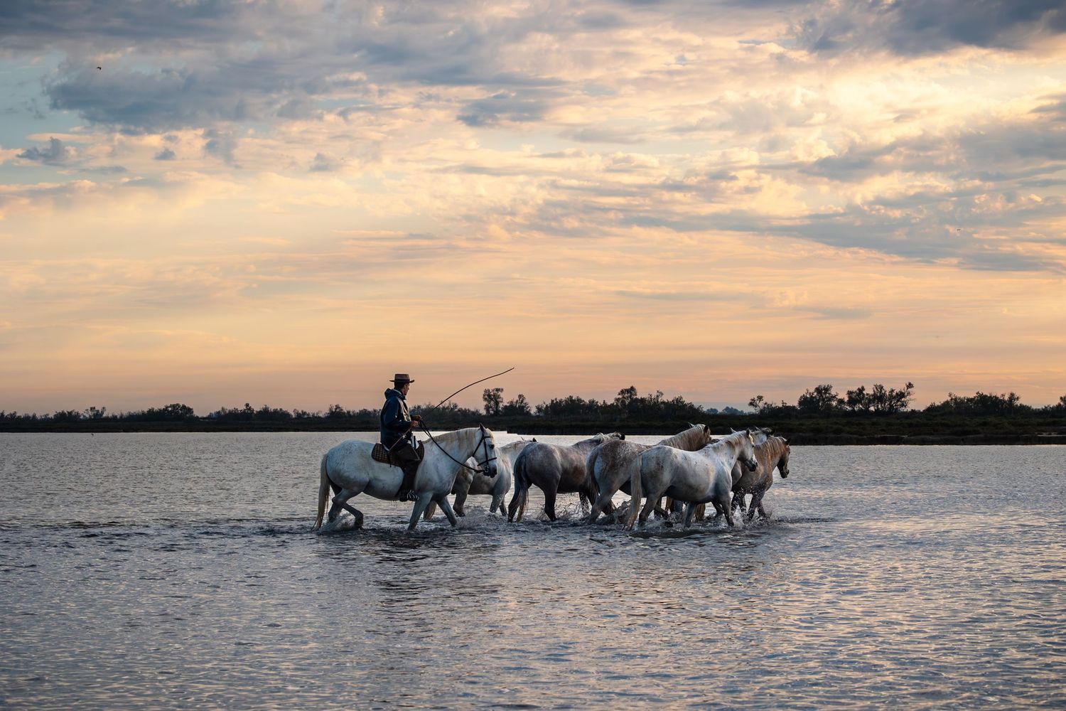 Cowboys on horseback herd white horses through shallow water at sunset in the Camargue, France.