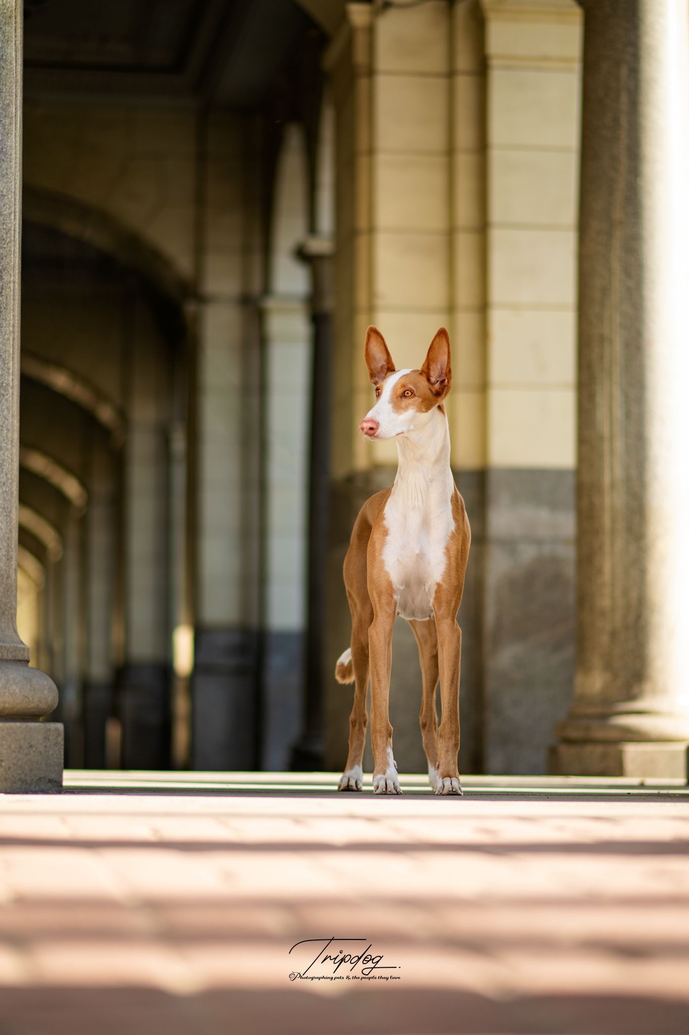 An elegant Ibizan Hound dog stands alert between stone columns of a classical architectural colonnade.