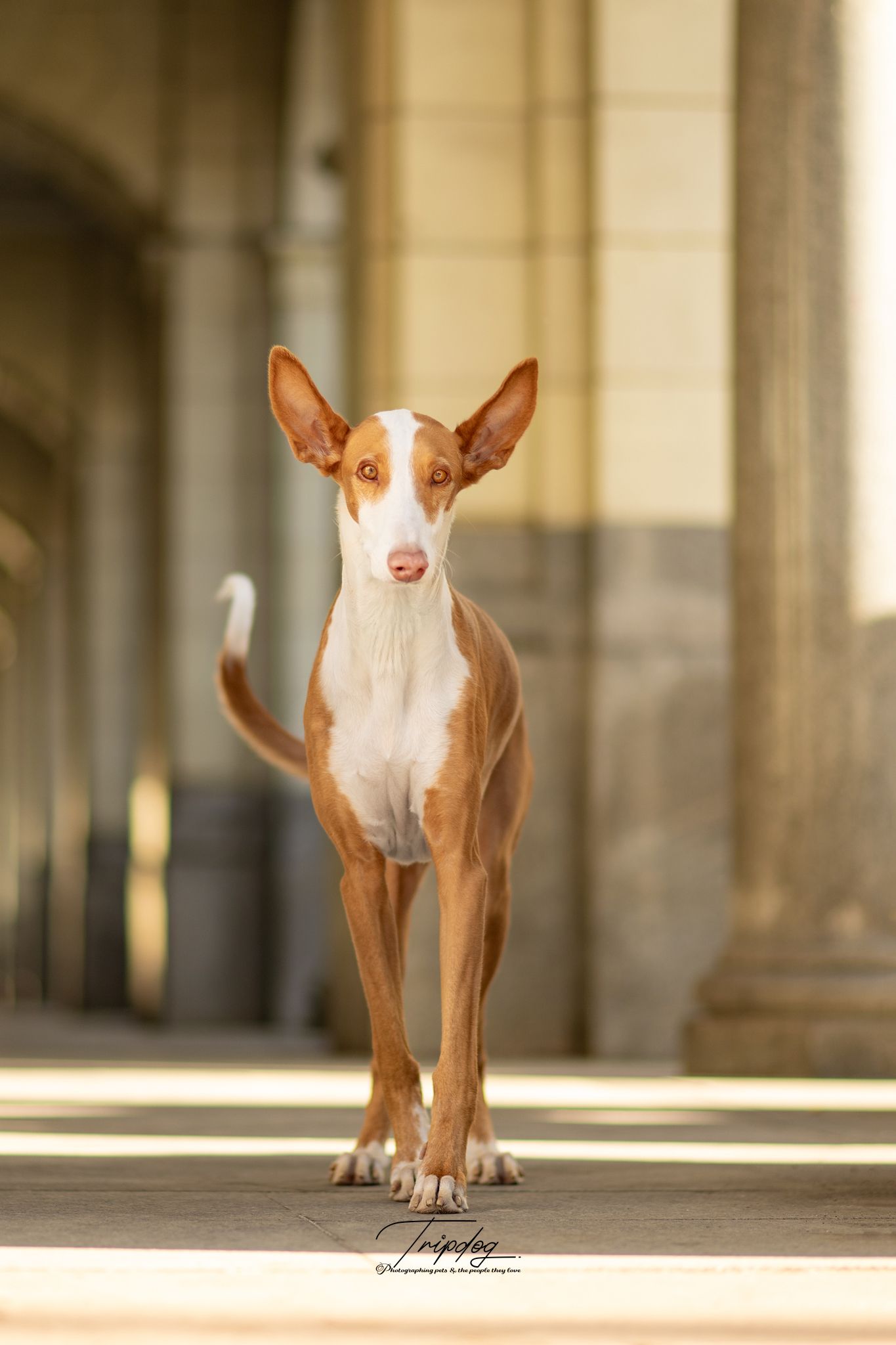An elegant Ibizan Hound dog stands alert on stone pavement between classical columns in soft golden light.