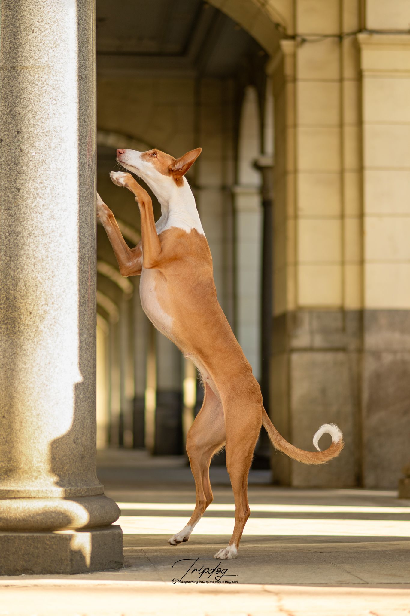 An elegant Ibizan Hound stands upright on hind legs against a stone column in a classical architectural setting.