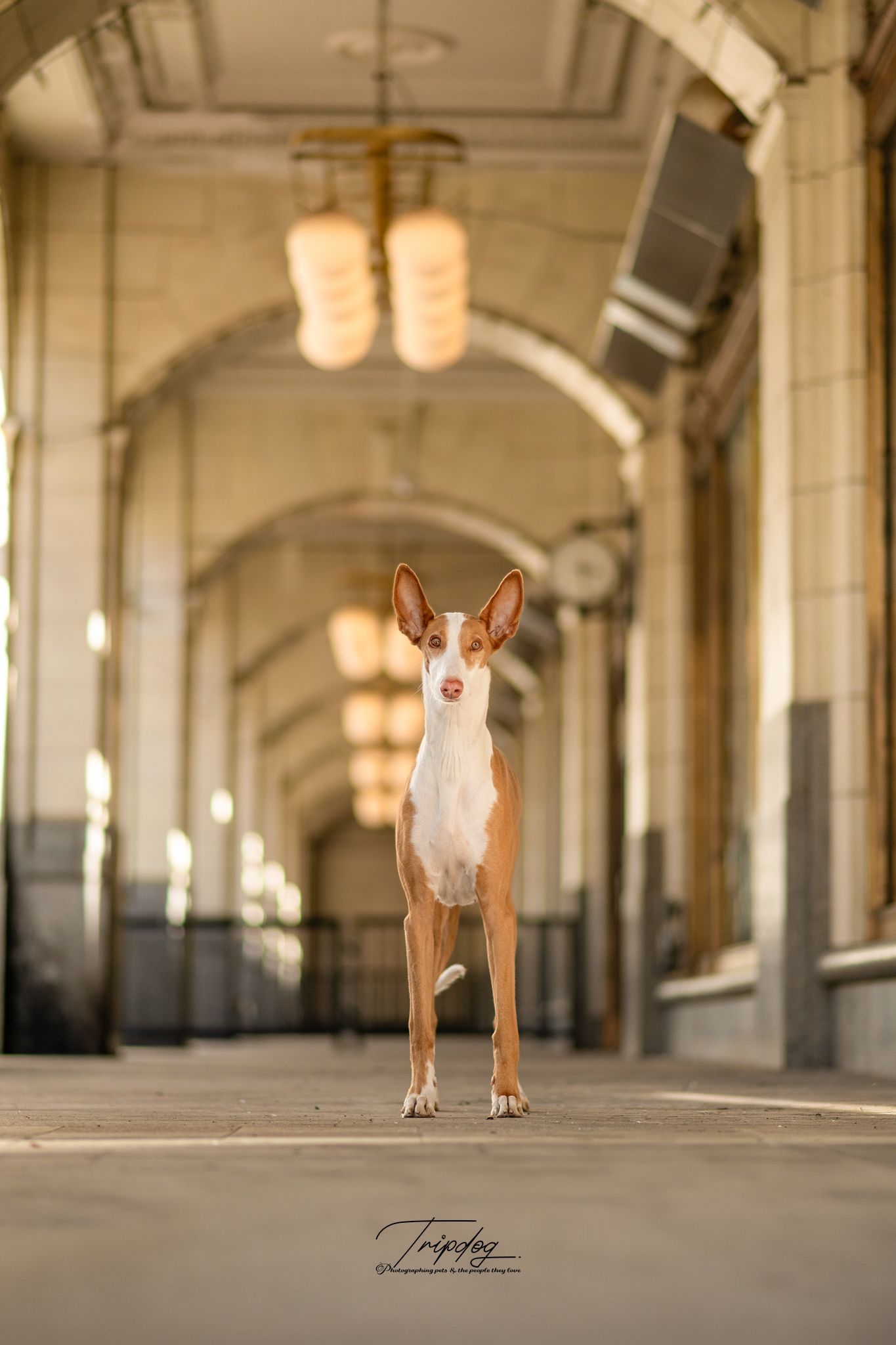 An elegant Ibizan Hound dog stands in a grand arched corridor with warm glowing chandeliers overhead.