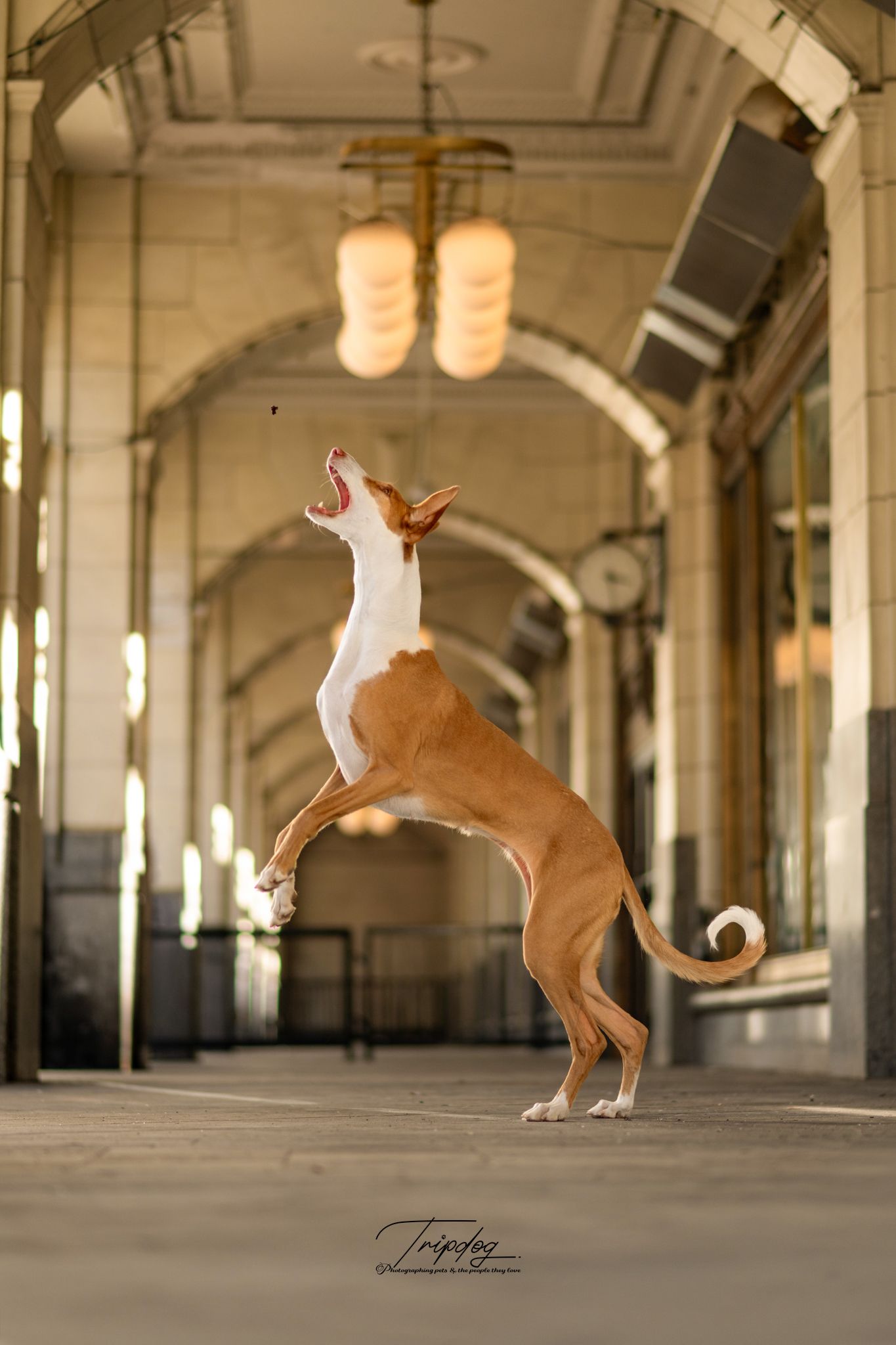 A brown and white dog leaps upright in an elegant arched hallway, reaching toward a treat mid-air.
