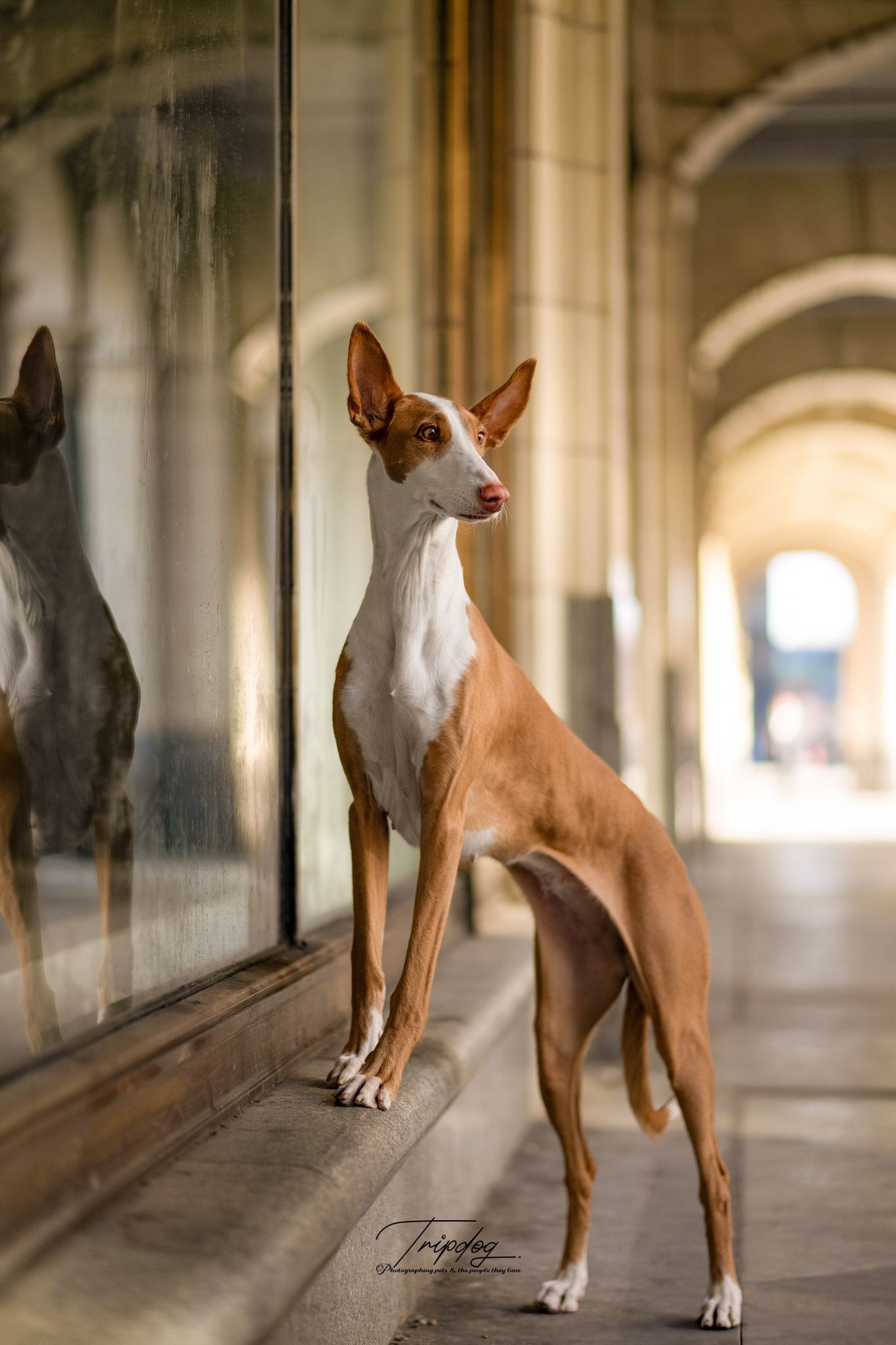 Elegant Ibizan Hound dog standing beside a glass window in a classical stone archway corridor.