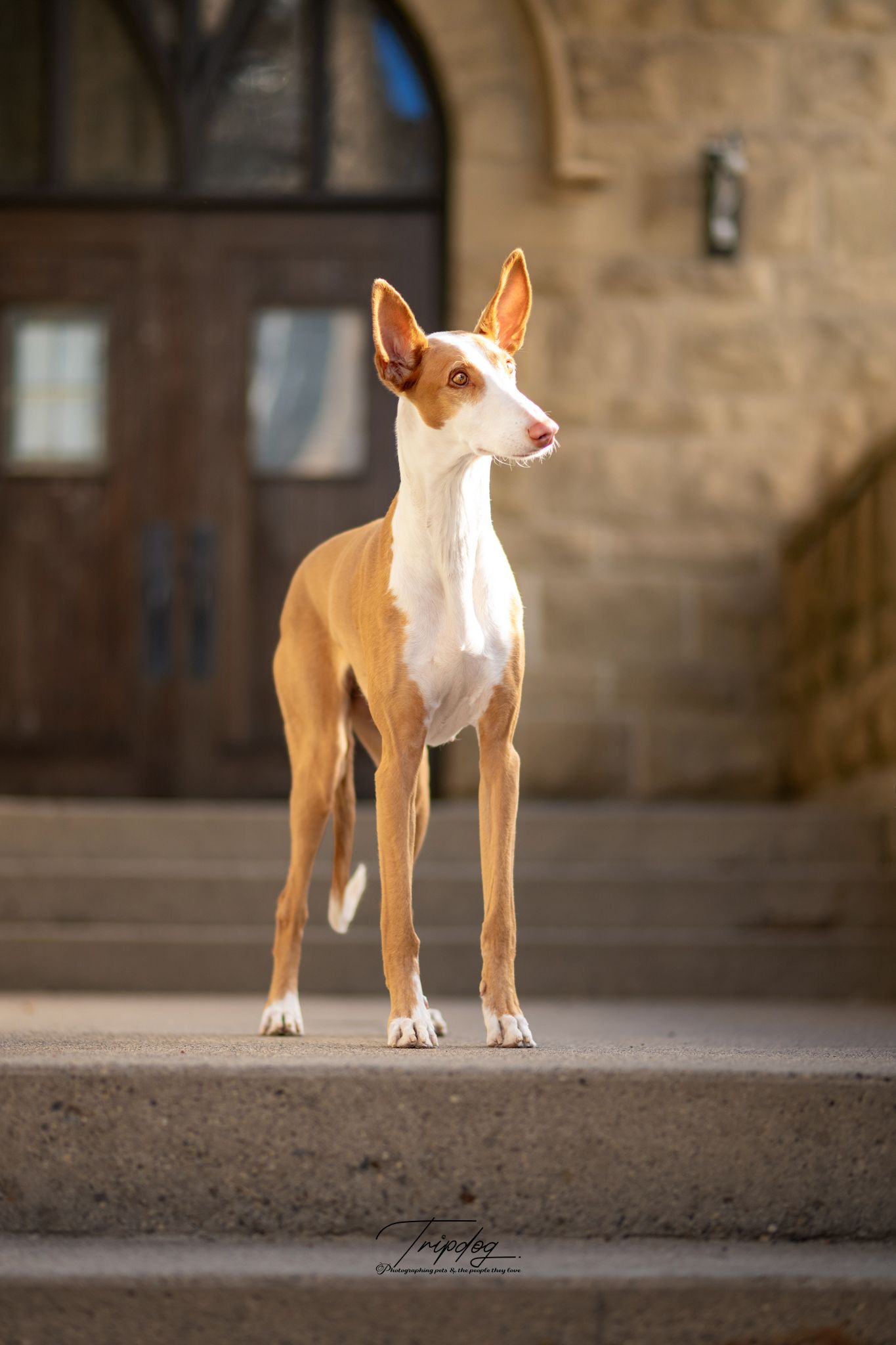 An elegant Ibizan Hound dog with tan and white coat stands poised on stone steps before a rustic building.