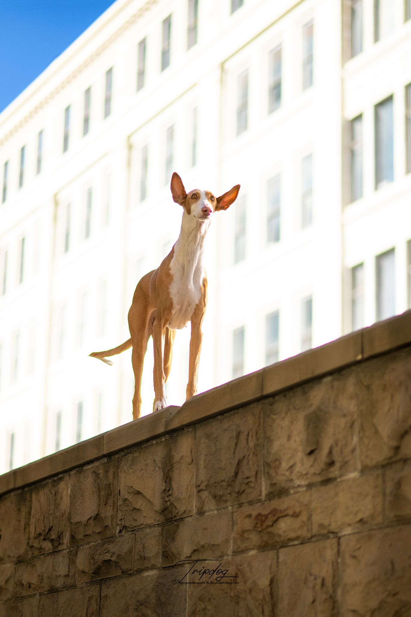 A slender tan and white Ibizan Hound stands proudly atop a stone wall with a white building in the background.