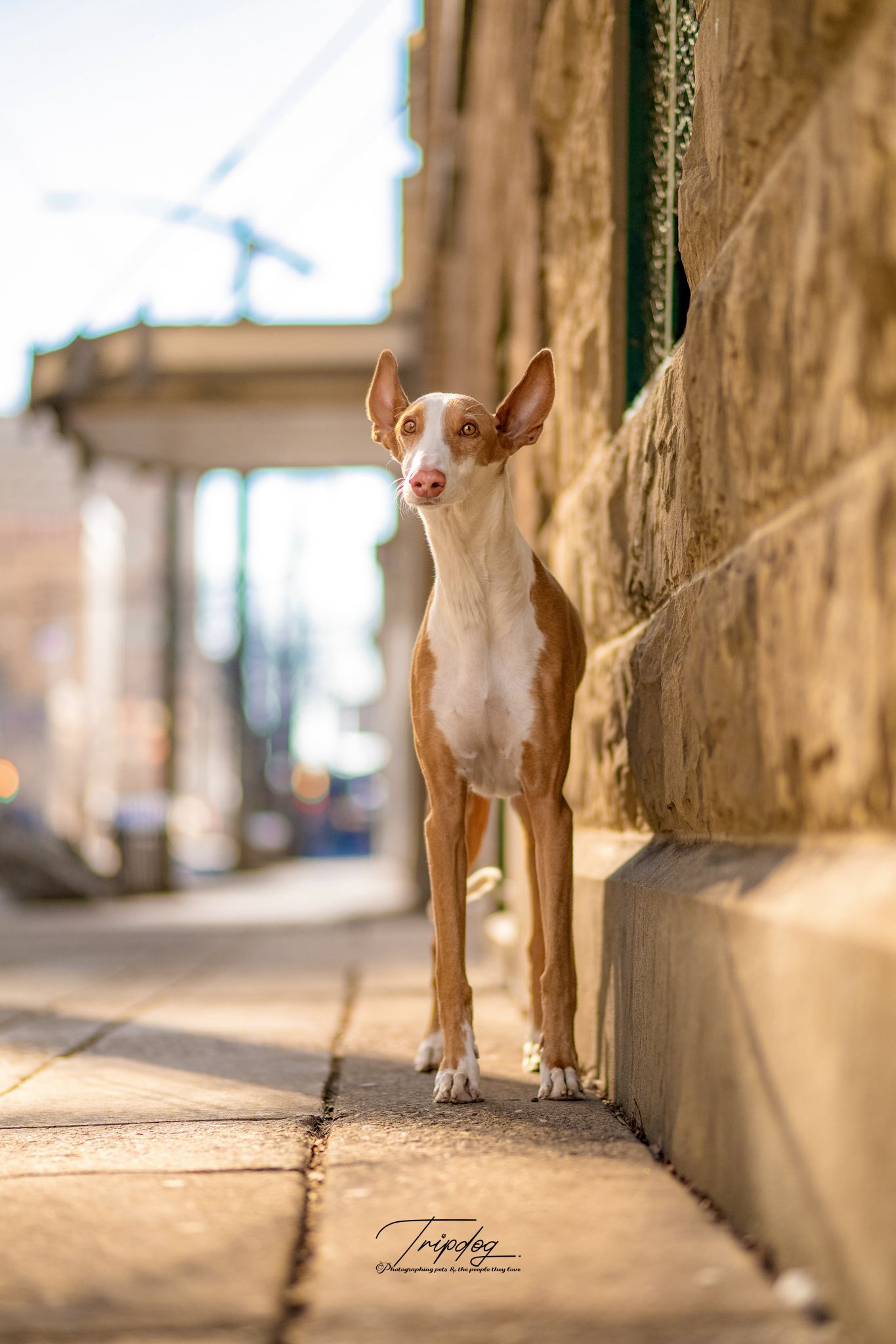 Slim brown and white Ibizan Hound dog standing on a stone sidewalk beside a rustic building wall.