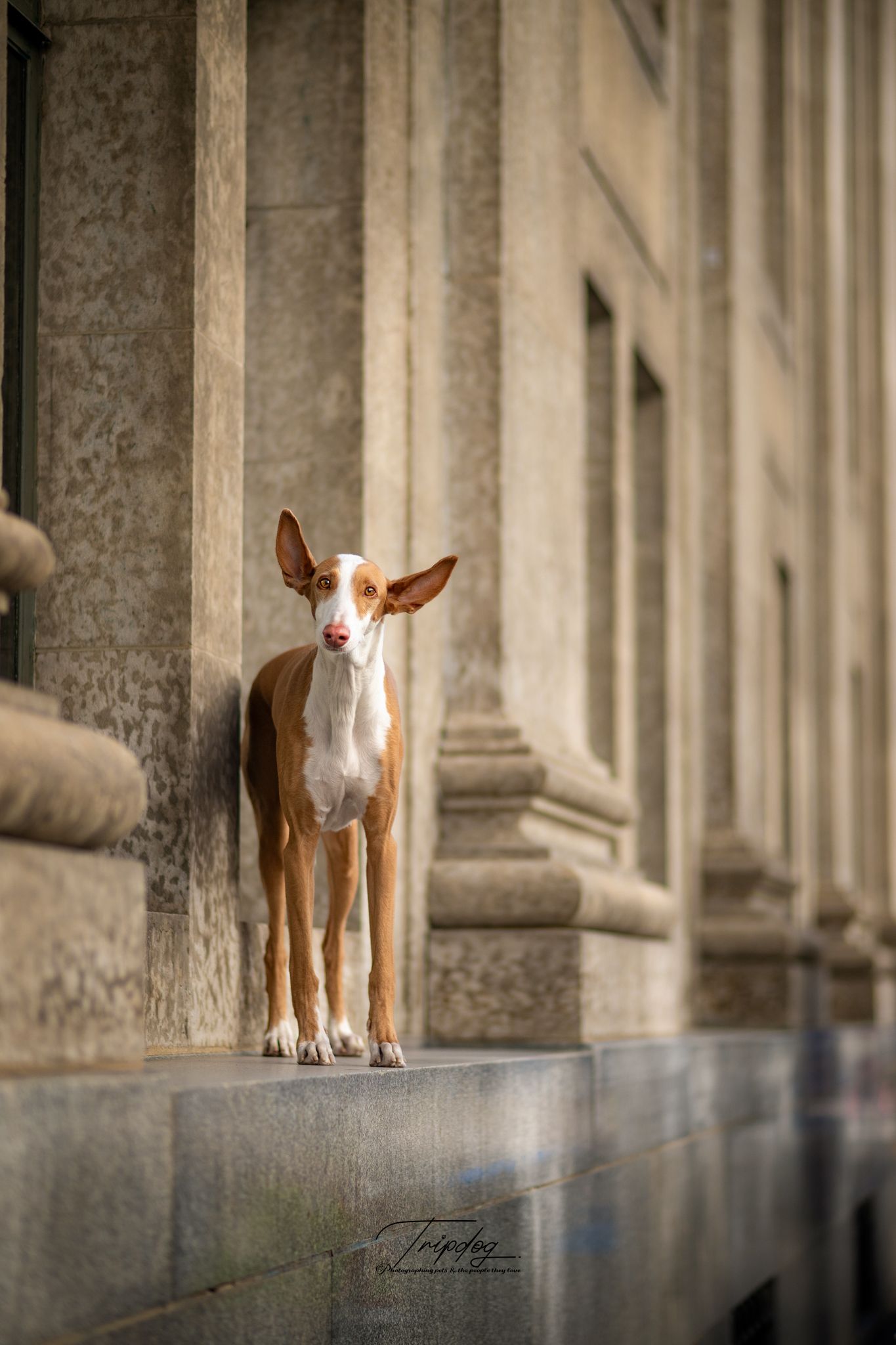 Elegant Ibizan Hound dog standing on stone steps beside classical architectural columns.