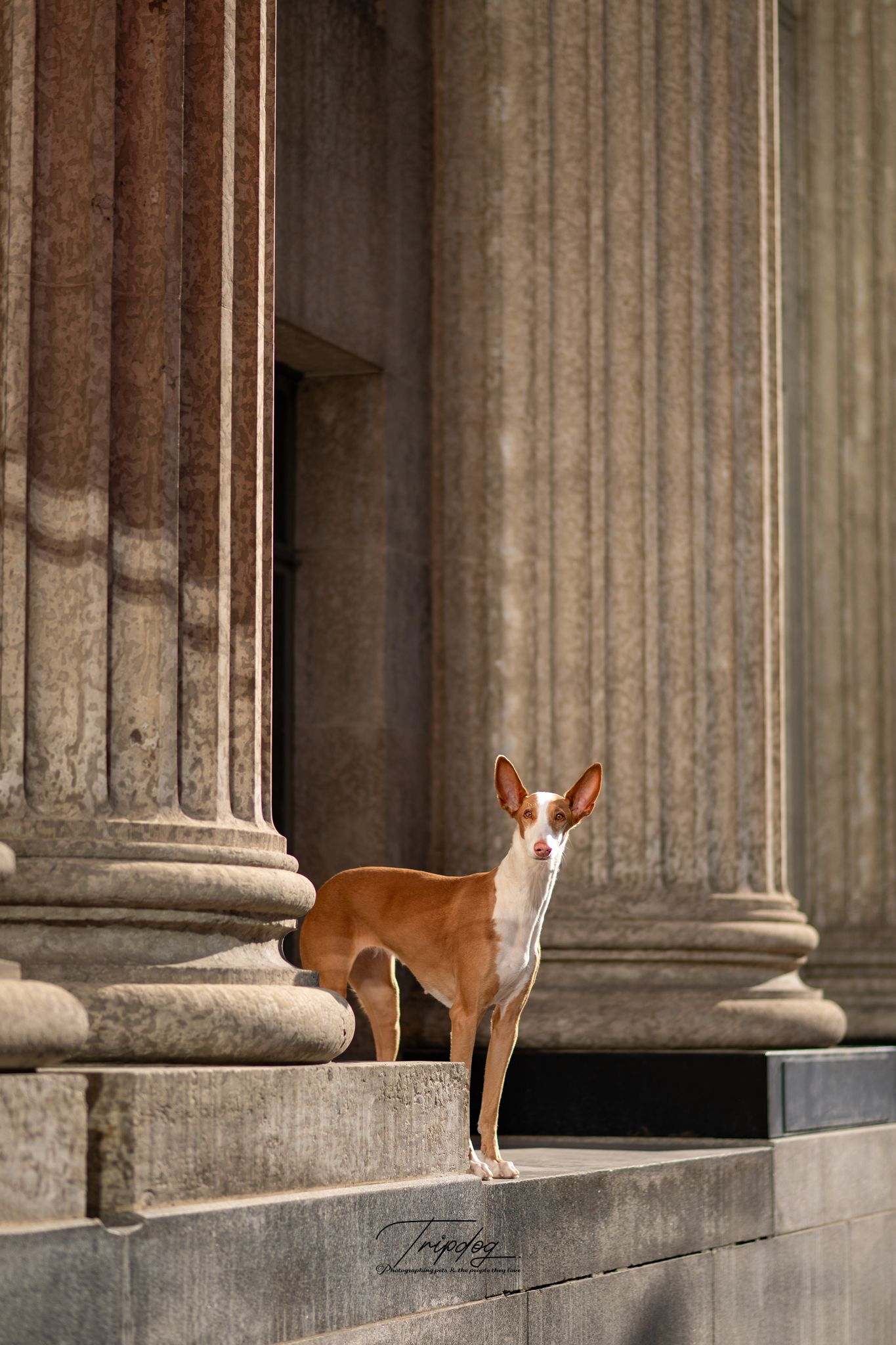 An elegant Ibizan Hound dog stands on stone steps between tall classical columns of a grand building.