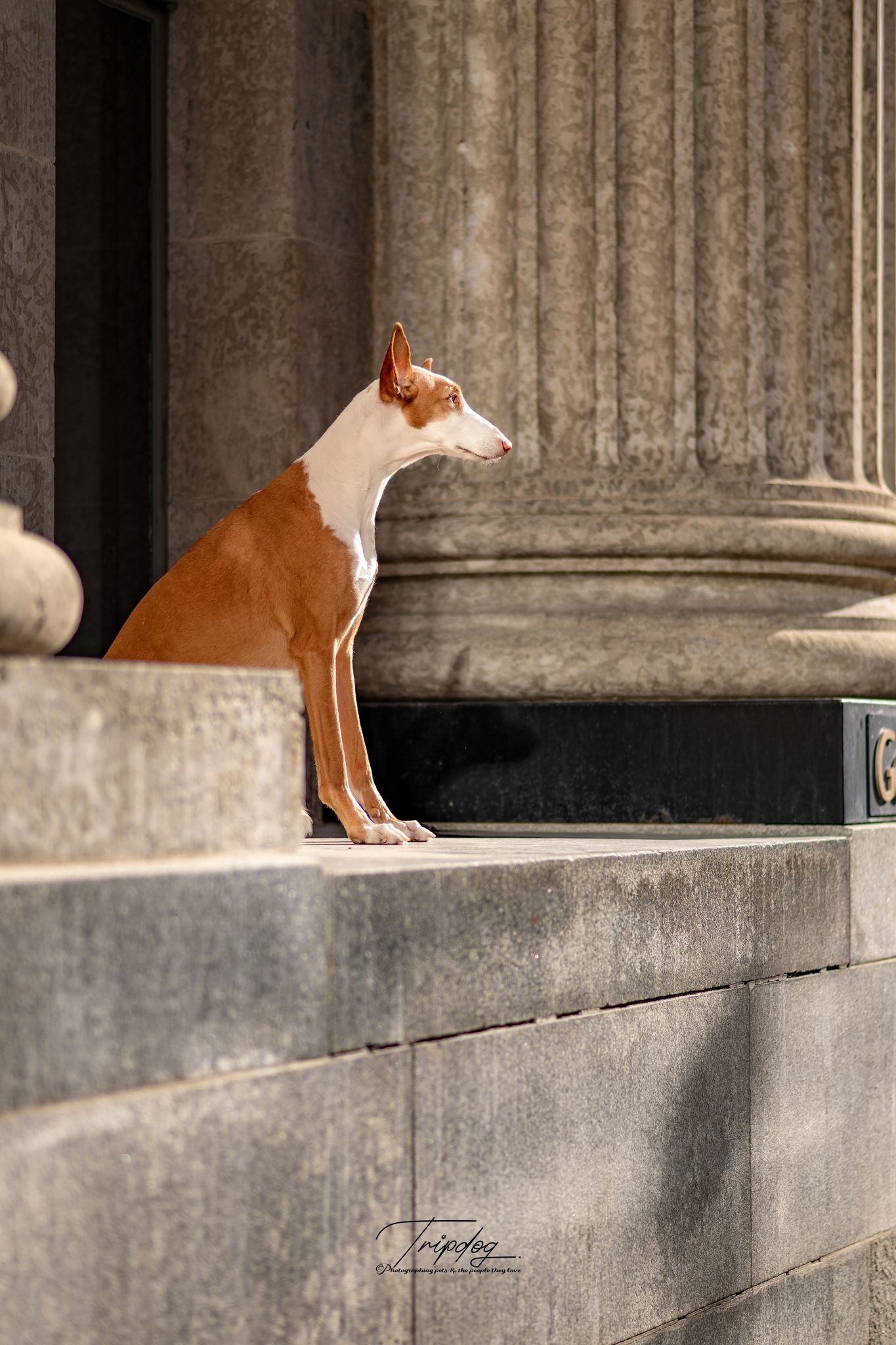 Ibizan Hound dog sitting gracefully on stone steps beside large classical building columns.