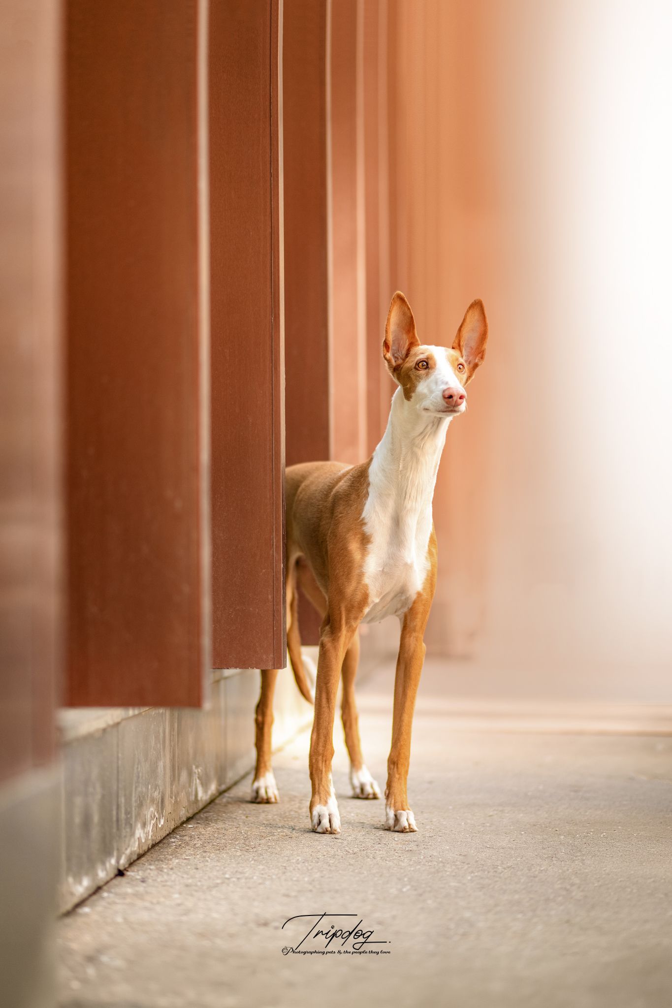 Elegant brown and white Ibizan Hound dog standing between red architectural columns indoors.