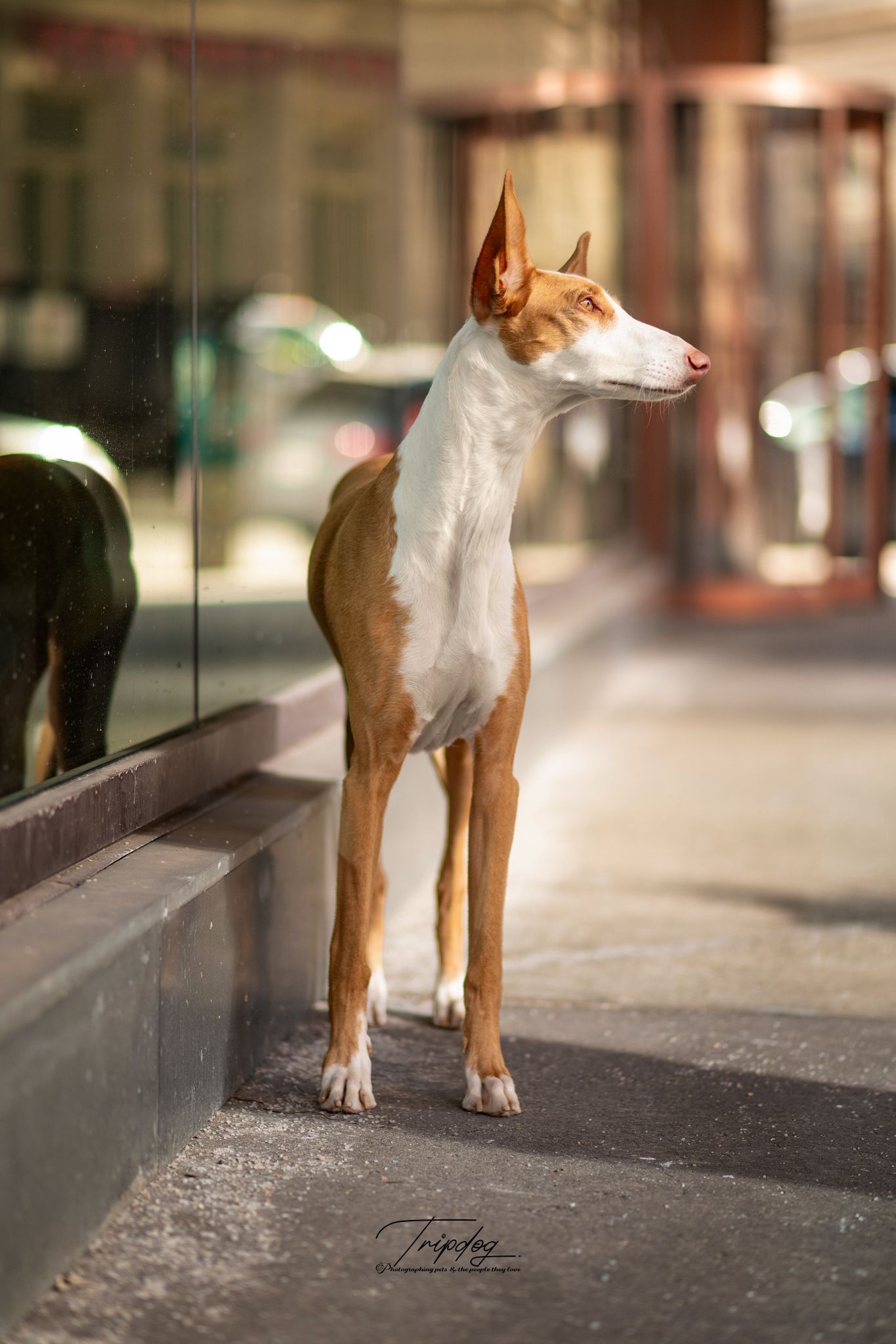 An elegant Ibizan Hound dog stands on a city sidewalk beside a glass window, showcasing its slender build.