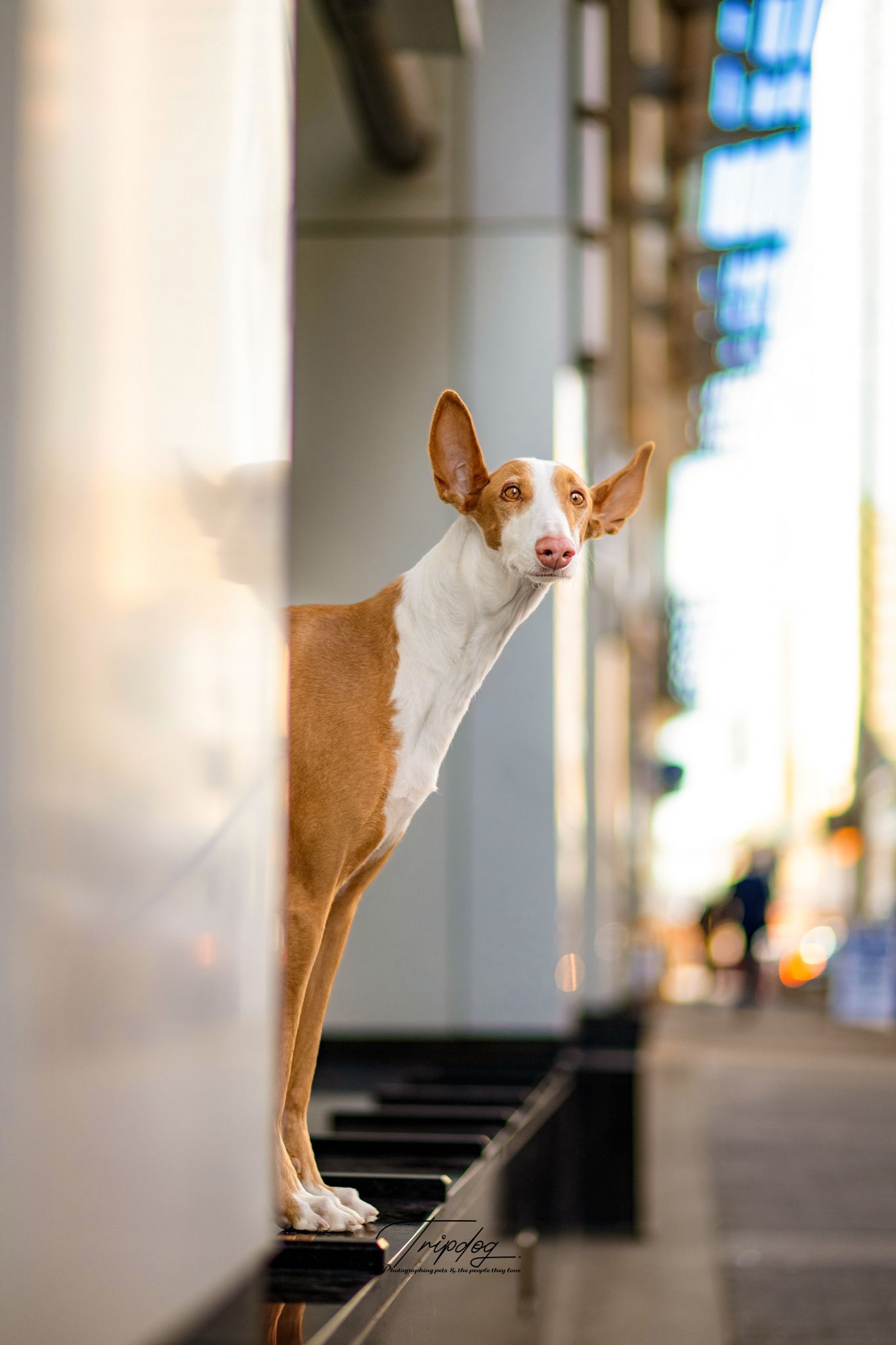 A curious Ibizan Hound dog with large ears stands on a city sidewalk between buildings, looking back at the camera.