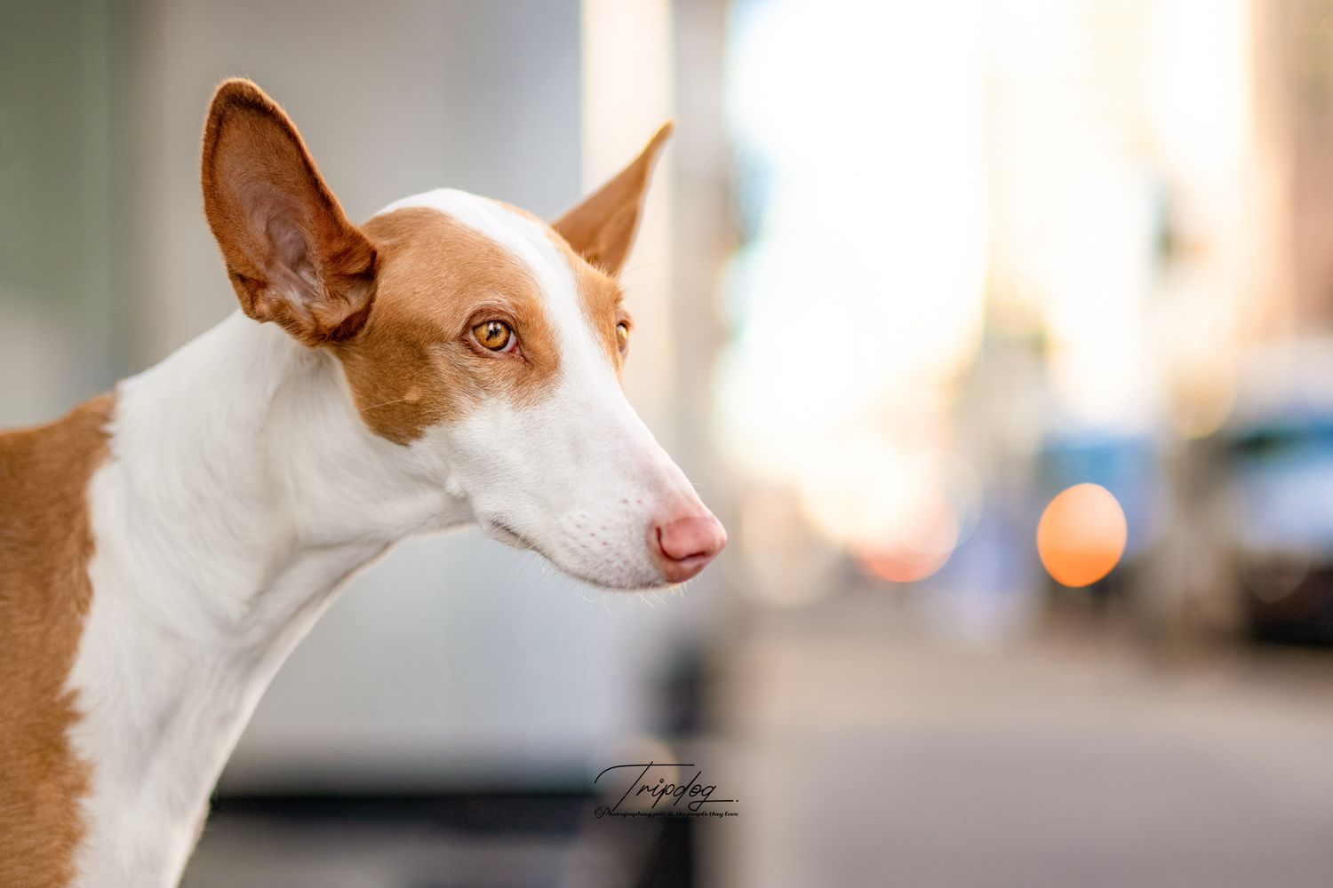 A brown and white Ibizan Hound dog poses outdoors on a city street with bokeh background.