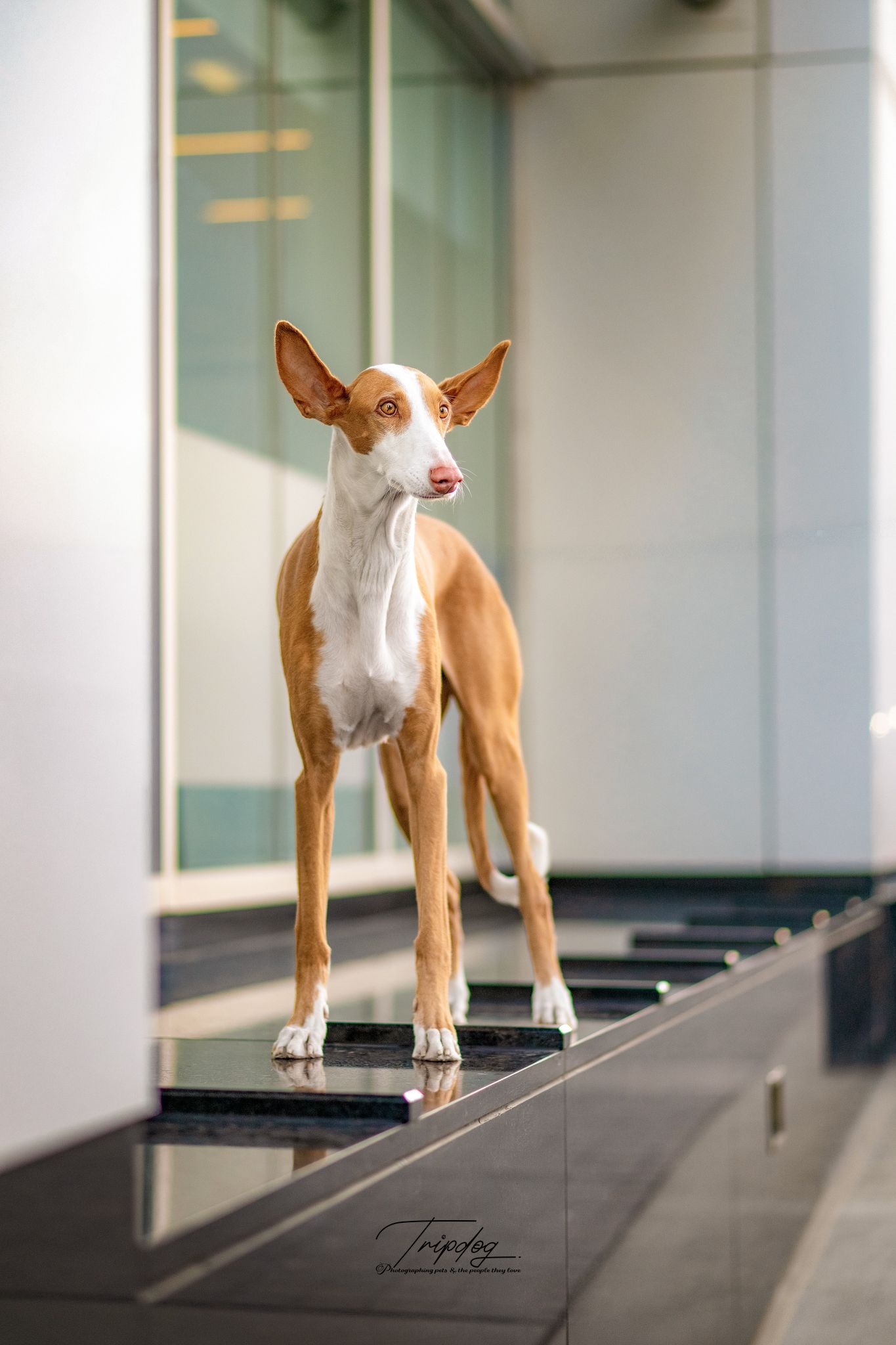 An elegant Ibizan Hound dog standing on dark steps in a modern building interior.