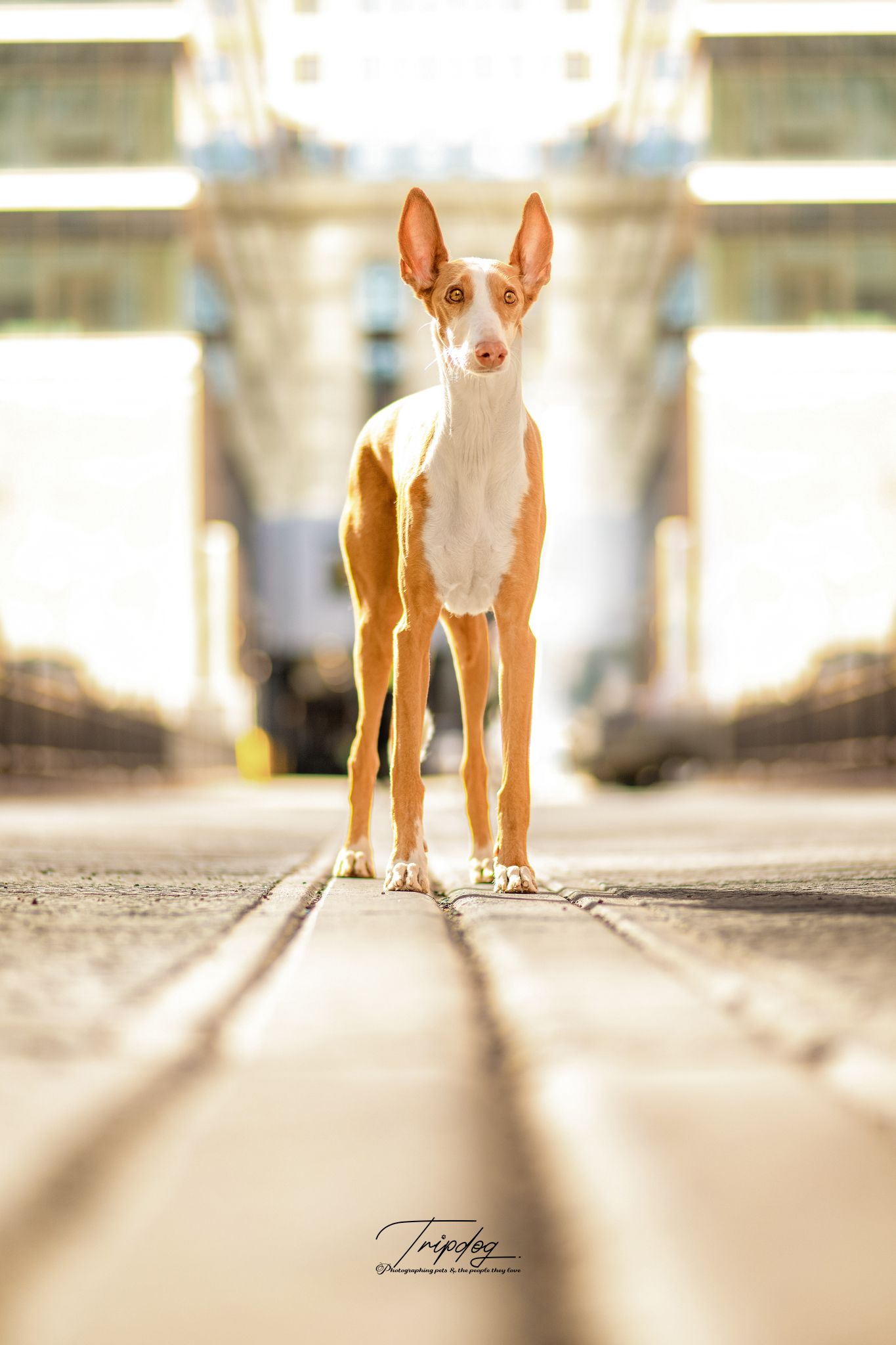 Ibizan Hound dog standing on urban pavement with blurred bridge background in warm golden light.
