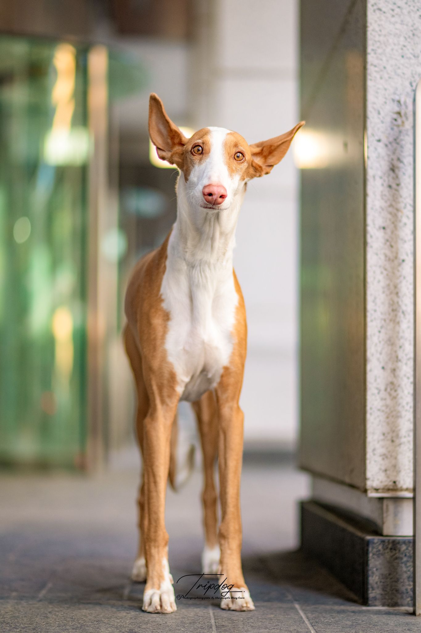 A sleek Ibizan Hound with tan and white coat stands alert on a city sidewalk, ears erect, posing gracefully.