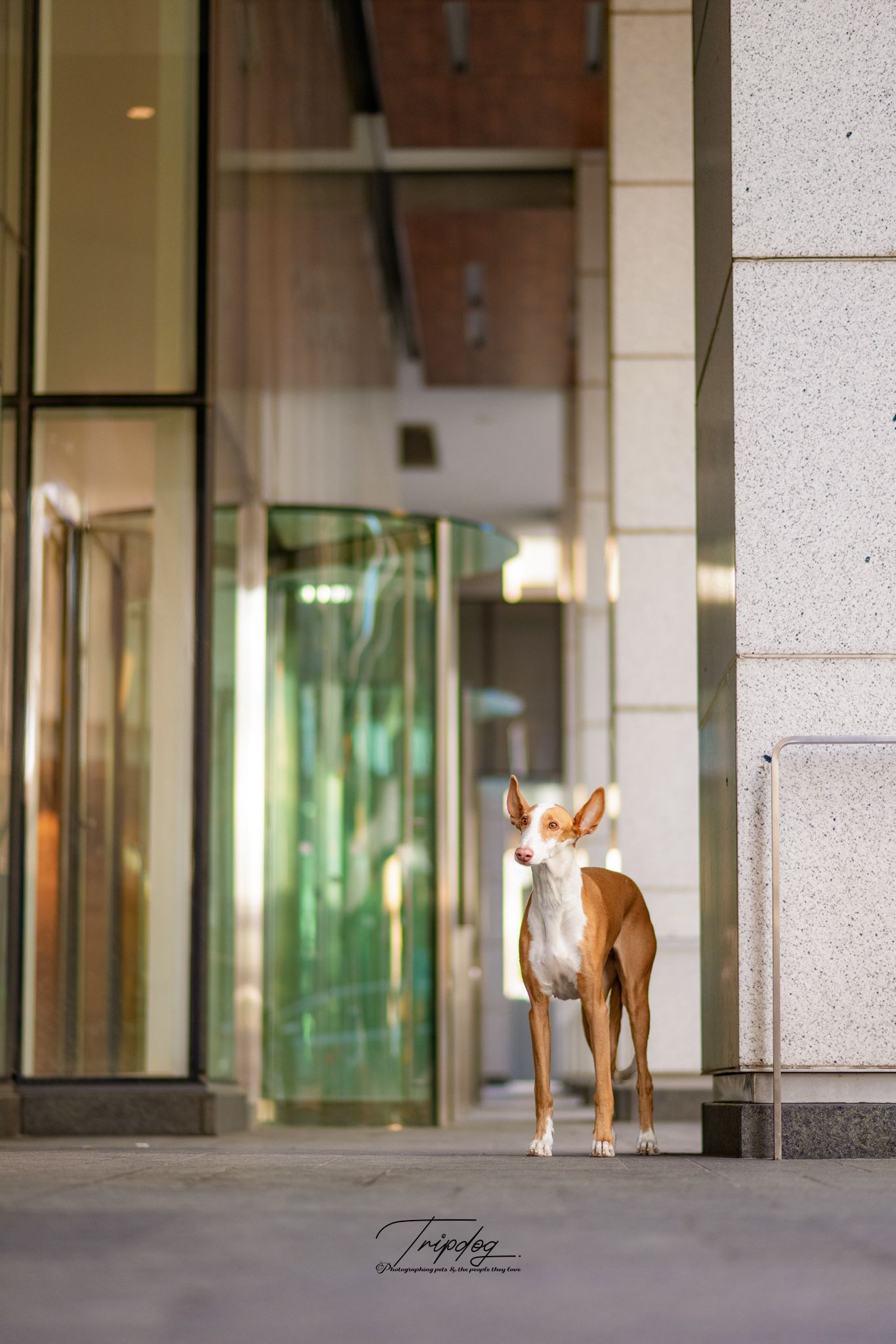 An elegant Ibizan Hound dog stands on a city sidewalk beside a modern building entrance with glass revolving doors.