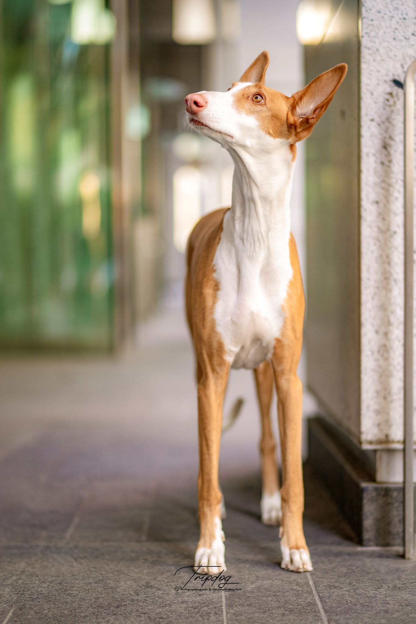 An elegant Ibizan Hound dog with tan and white coat stands alert near a marble column in an urban setting.