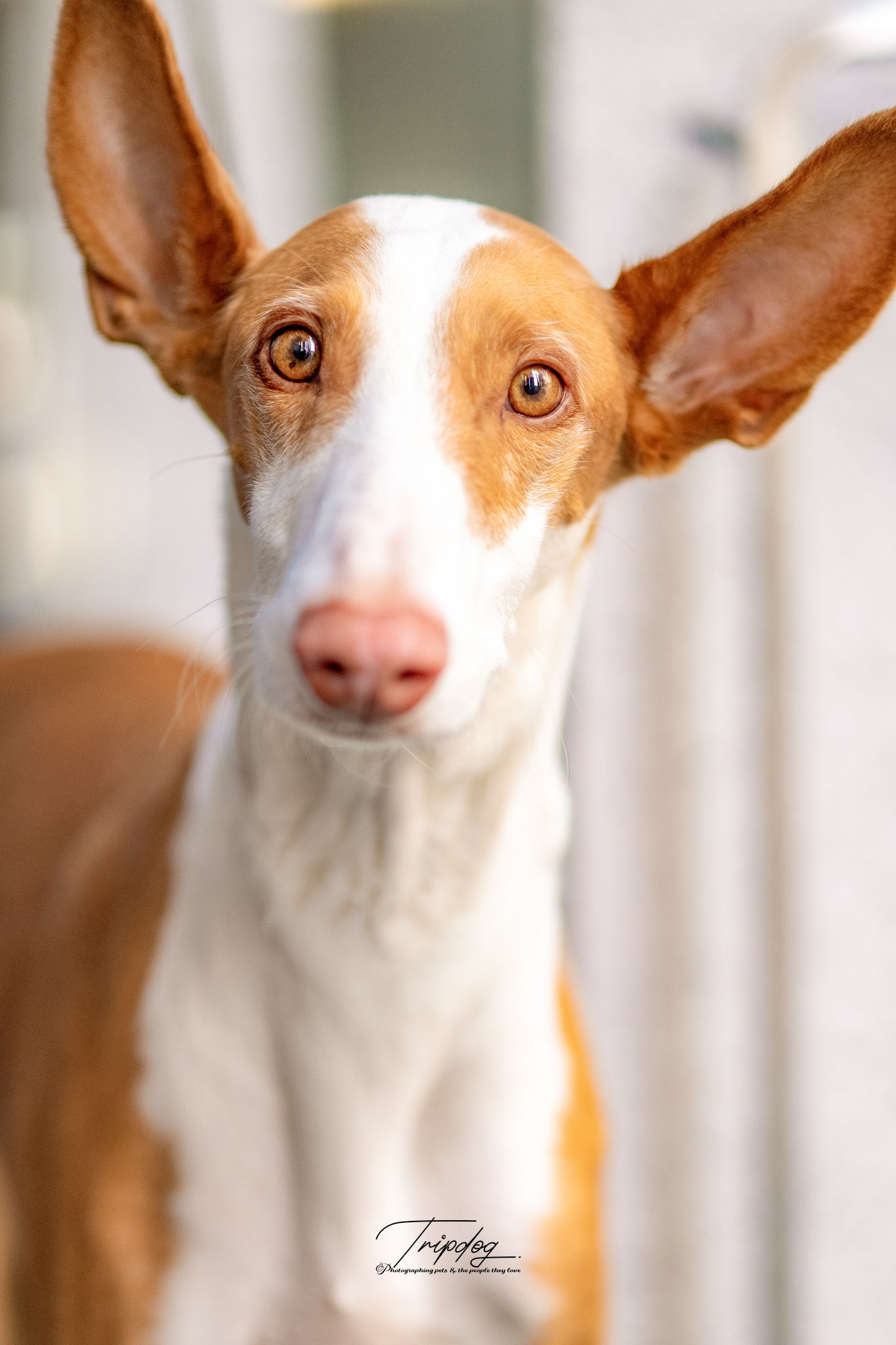 Close-up portrait of an Ibizan Hound dog with large ears, white and tan coat, and amber eyes looking at camera.