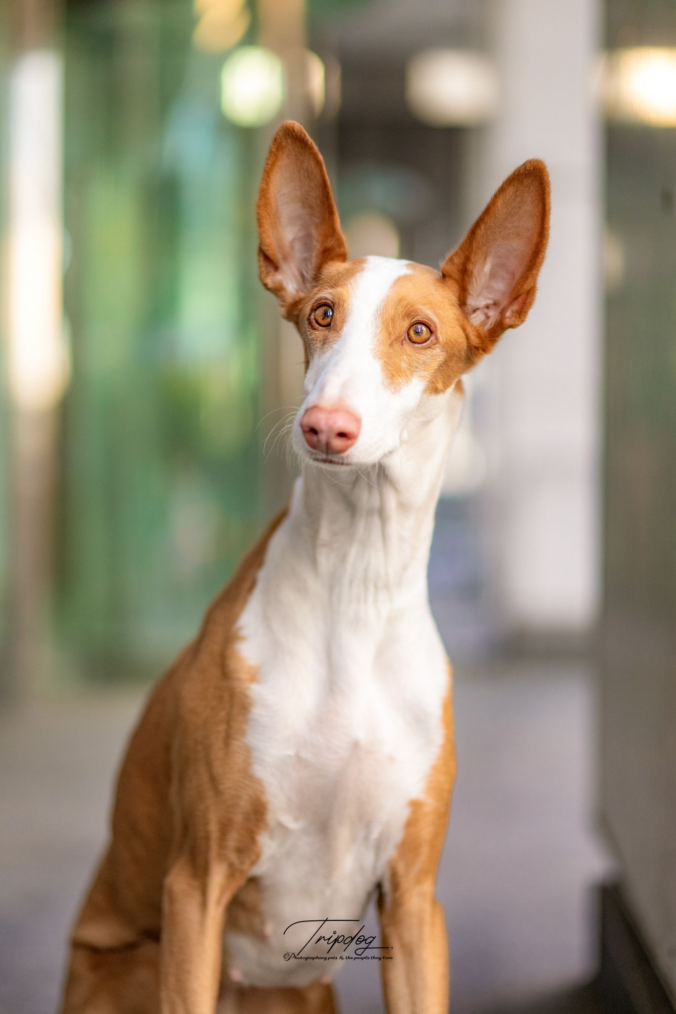 Ibizan Hound dog sitting indoors, showcasing large ears and white and tan coat in soft light.