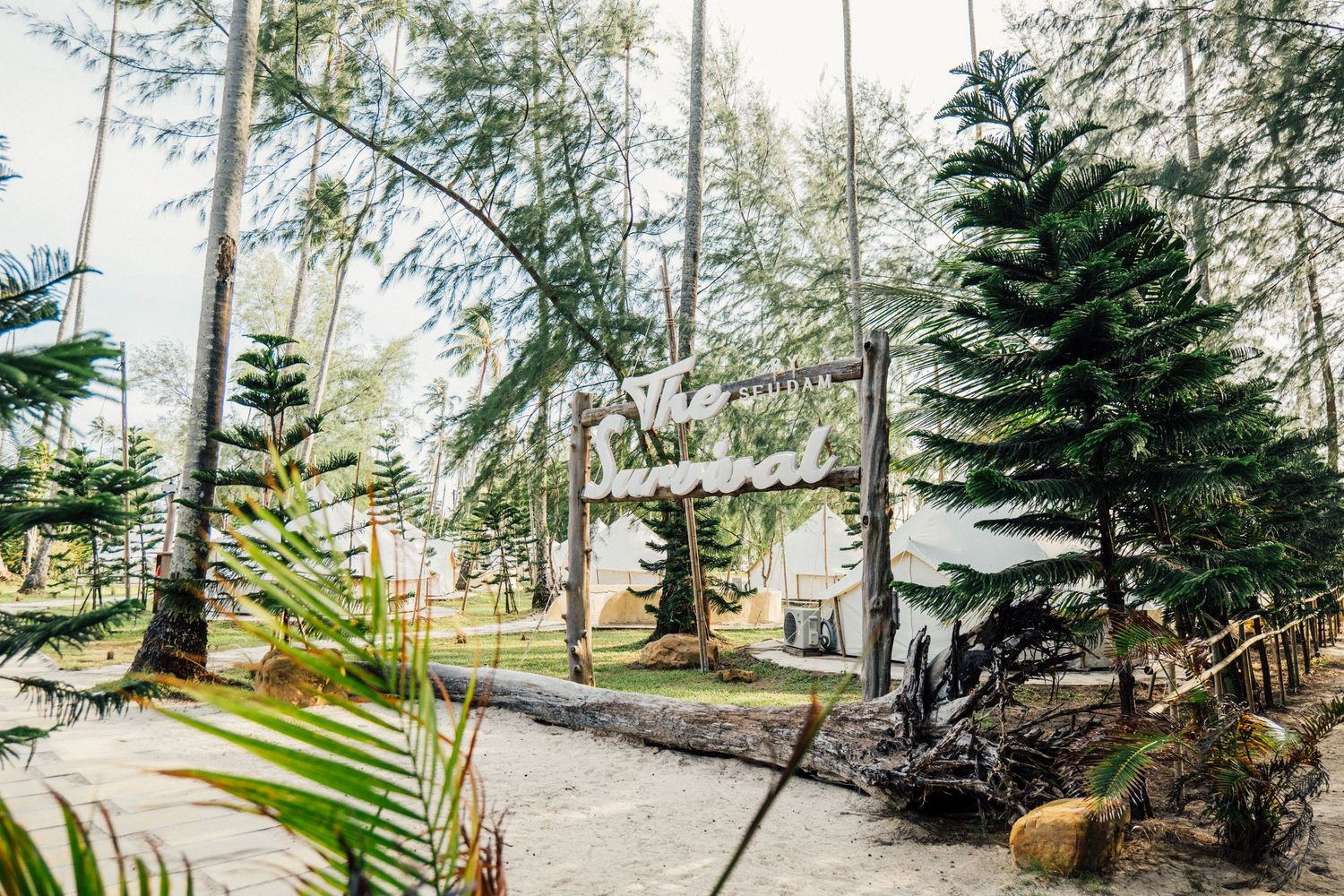 Tropical resort entrance with wooden sign surrounded by lush palm trees and pine trees on a sandy path.