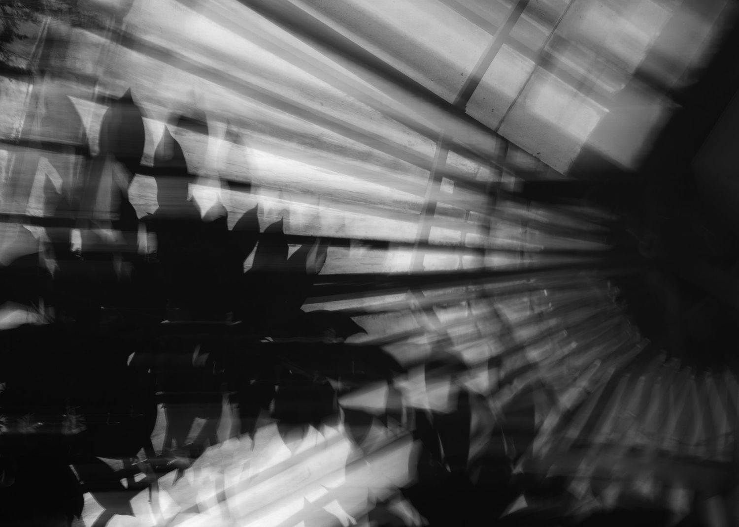 Abstract black and white photography with radial light rays and dark leaf silhouettes creating dramatic contrast.