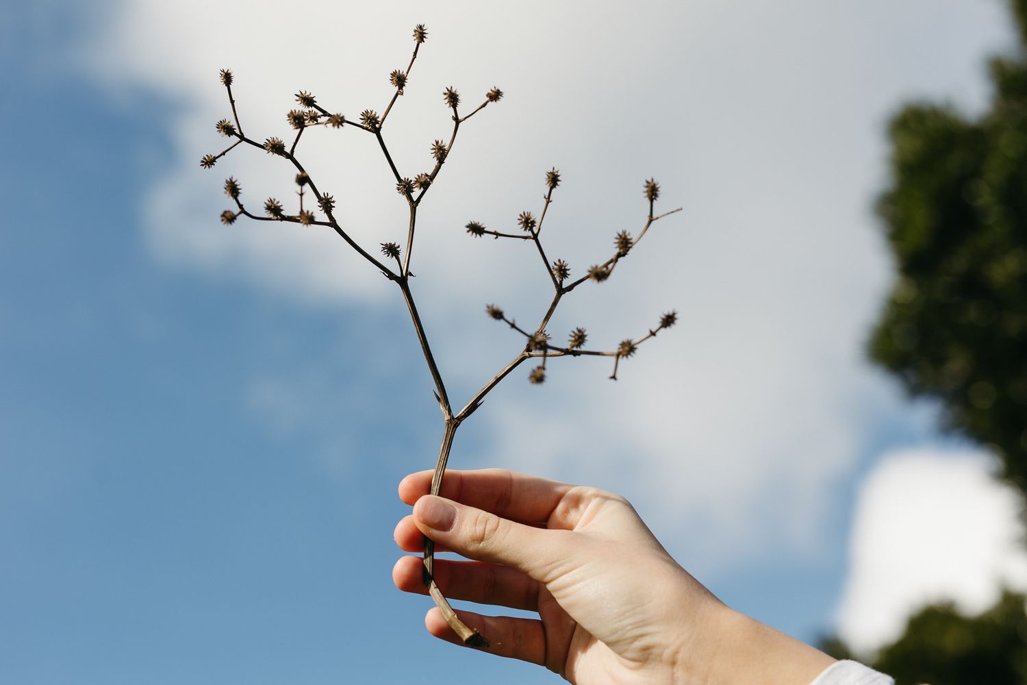 Hand holding a delicate dried branch with small seed pods against a blue sky background.