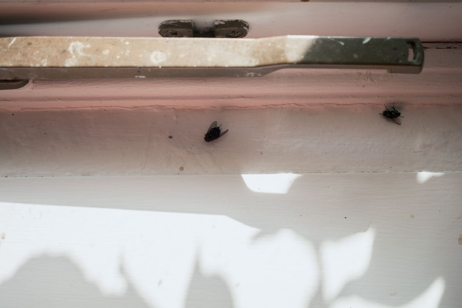 Two flies resting on a white window sill near a metal hinge, with shadows visible on the surface.