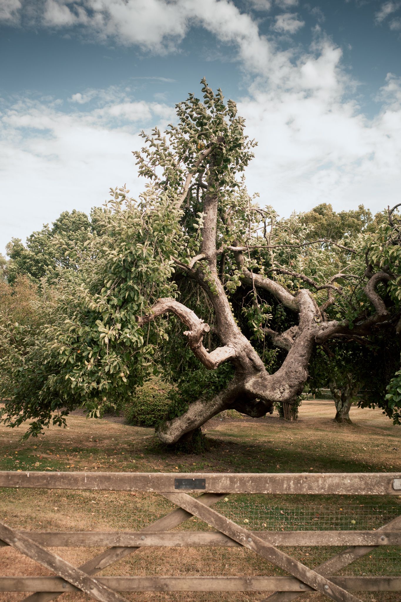 Gnarled ancient tree with twisted branches in a green orchard, wooden fence in foreground, cloudy blue sky backdrop.