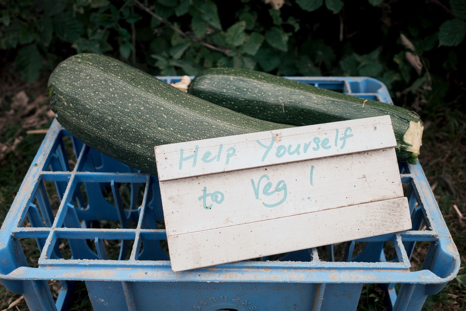 Two fresh zucchinis in a blue crate with a handwritten sign reading Help Yourself to Veg at a farm stand.