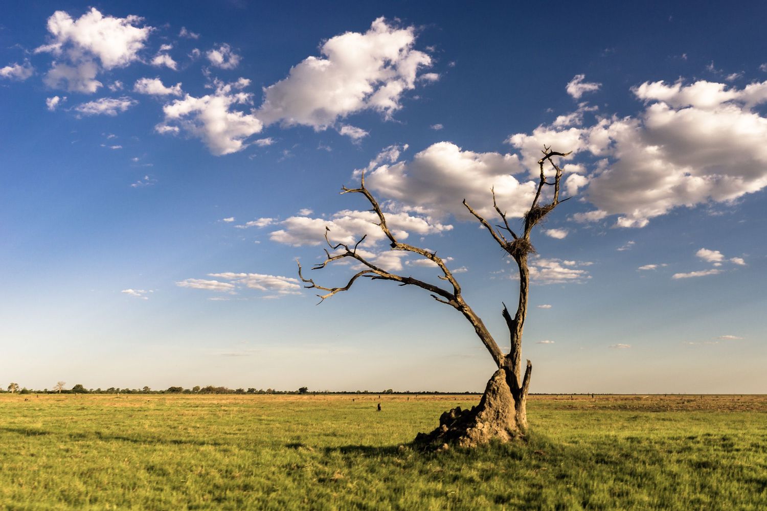A lone dead tree stands in a vast green savanna under a bright blue sky with fluffy white clouds.