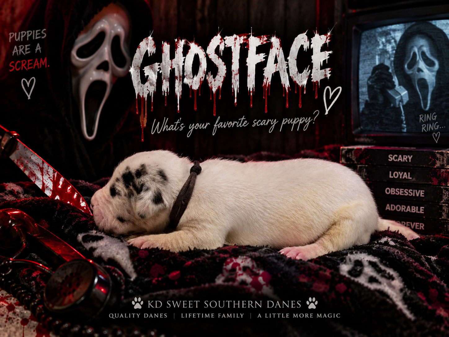 A white merle Great Dane puppy posed in a Ghostface Halloween-themed photo shoot by KD Sweet Southern Danes.