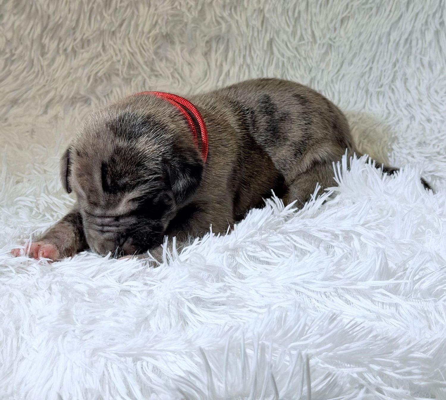Newborn brindle puppy with red collar sleeping peacefully on a soft white fluffy blanket.