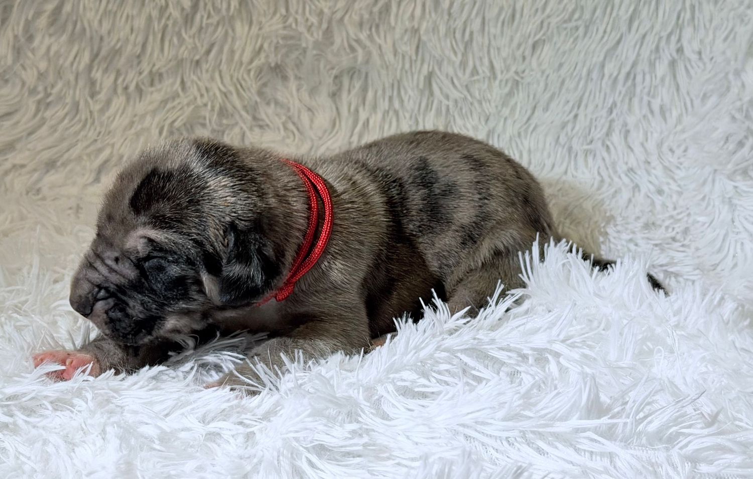 Tiny merle puppy with red collar sleeping on white fluffy blanket.