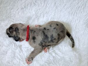 Newborn Great Dane merle puppy with red collar sleeping on white fluffy blanket.