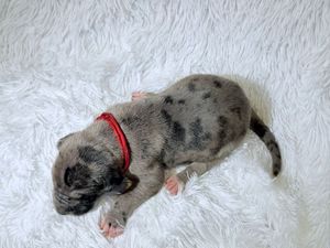 A tiny newborn merle puppy with a red collar rests on a fluffy white blanket.
