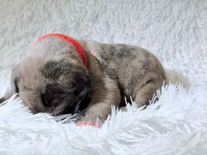 Tiny newborn puppy with red collar sleeping curled up on soft white fluffy blanket.