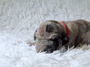 Tiny newborn puppy with red collar sleeping on fluffy white carpet.