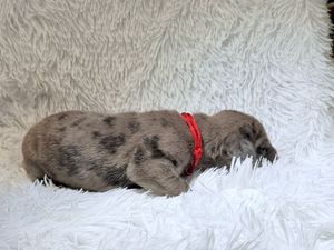 Newborn gray puppy with red collar sleeping on white fluffy blanket.
