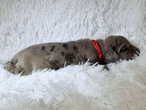 A tiny merle puppy with a red collar sleeping peacefully on a fluffy white blanket.