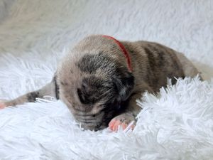 Tiny newborn puppy with striped markings sleeping peacefully on a fluffy white blanket wearing a small red collar.