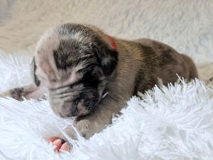 Newborn puppy sleeping on a fluffy white blanket with a tiny red collar tag.