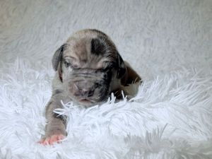 Tiny newborn puppy with merle markings resting on a fluffy white blanket.