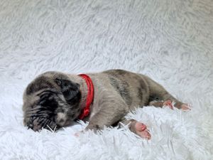 Newborn French Bulldog puppy with red collar sleeping on fluffy white blanket.