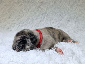 Newborn Shar Pei puppy with red collar sleeping on white fluffy blanket, showing distinctive wrinkled skin markings.