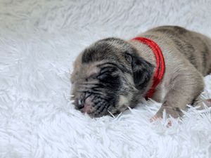 Tiny newborn puppy with red collar sleeping peacefully on white fluffy blanket.