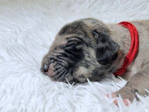 Newborn pug puppy sleeping on white fluffy blanket wearing a red collar.