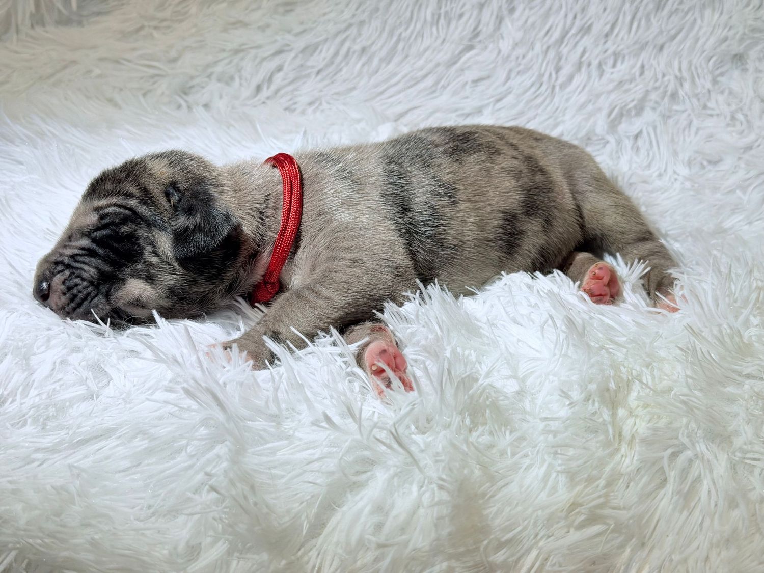 A tiny merle puppy with a red collar sleeping peacefully on a fluffy white fur blanket.